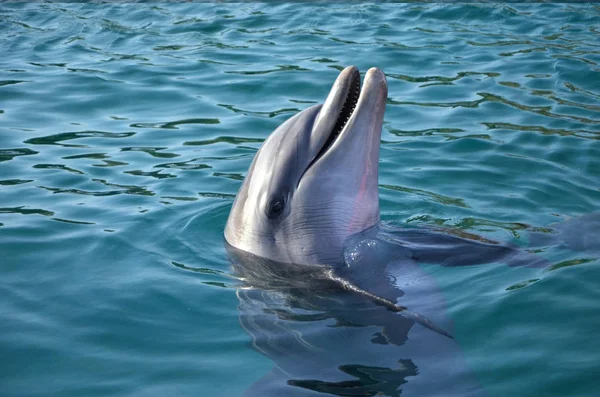Delfín Del Mar Negro Surgió Del Mar Rojo — Foto de Stock