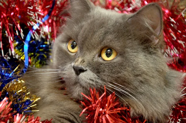 Graue Britische Langhaarkatze Mit Regen Vor Dem Neuen Jahr — Stockfoto