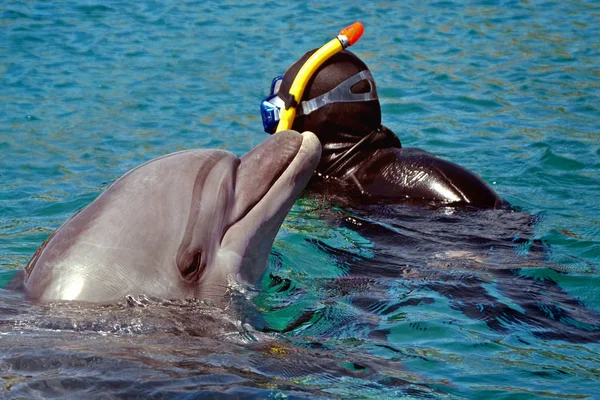 イルカは 水から出てきた シュノーケ リングや海やプールでイルカと泳ぐ — ストック写真