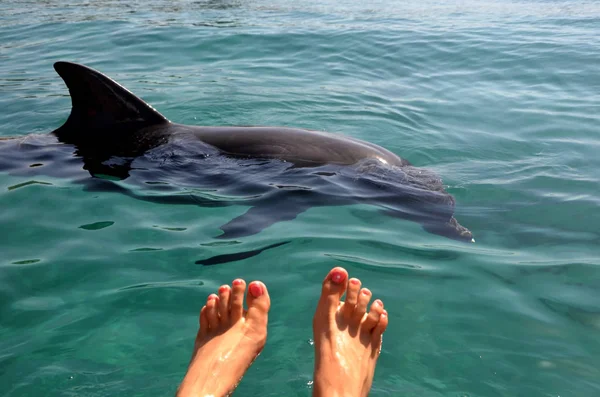 Pies Femeninos Agua Sobre Fondo Delfín Libre Flotando Mar Costa — Foto de Stock