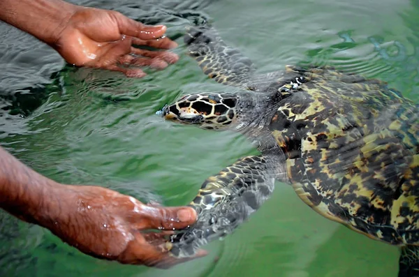 Kurtarılan Kaplumbağa Palet Insan Eli Ile Tutar Deniz Kaplumbağaları Koruma — Stok fotoğraf