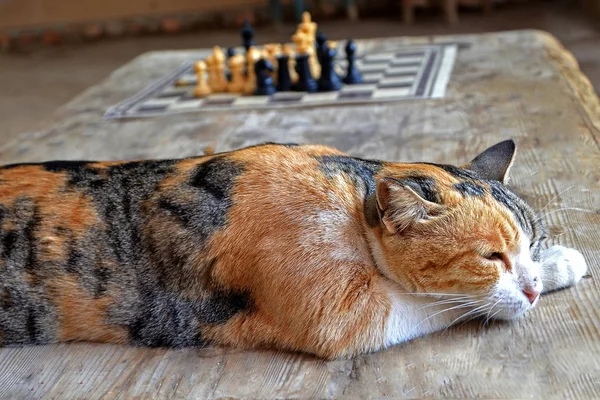 Red Spotted Cat Sleeps Wooden Table Cat Rest Playing Chess — Stock Photo, Image