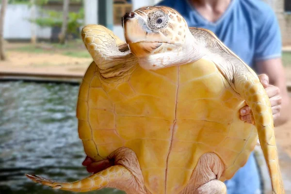 Tipo Sostiene Una Gran Tortuga Amarilla Con Pico Grande Salvar — Foto de Stock