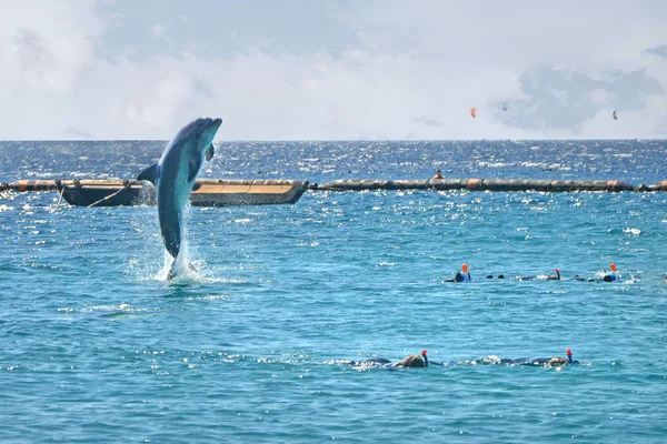 Delfín Saltando Del Mar Cerca Gente Buceo Mar Rojo Arrecife — Foto de Stock