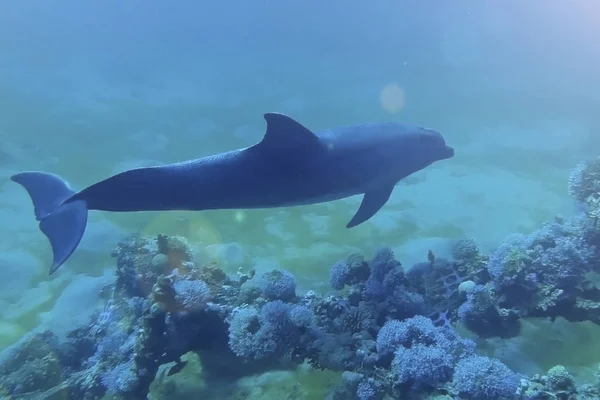 Lindo Delfín Nada Cerca Los Corales Bajo Agua Arrecife Delfines — Foto de Stock