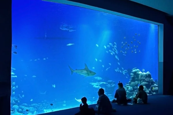 blurred People are sitting in a room on the floor in front of a huge aquarium. Observation of fish and sharks. Underwater observatory in the town of Eilat, Red Sea, Israel.