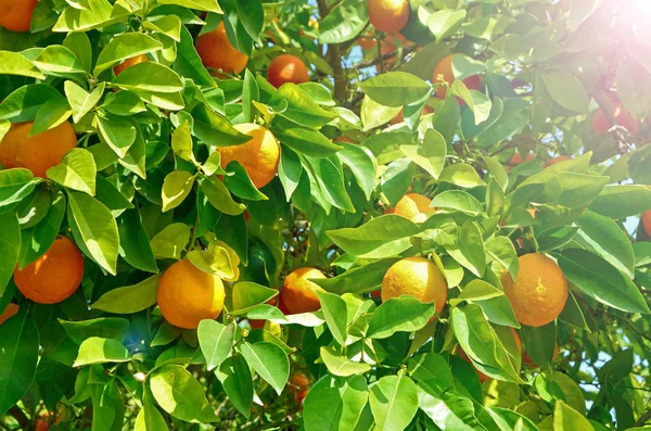Orange Tree Ripe Orange Fruit Big Crop Season Citrus — Stock Photo, Image