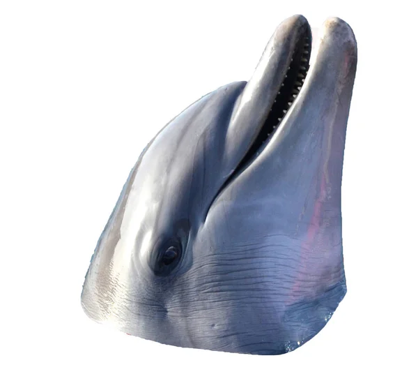 Blauer Delfin Auf Weißem Hintergrund Isoliert — Stockfoto