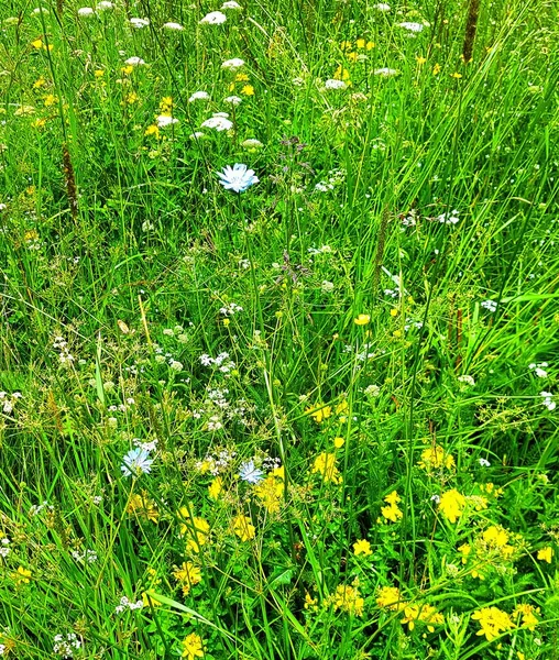Gras wächst auf einer Hochgebirgslichtung im Rila-Gebirge in Bulgarien — Stockfoto