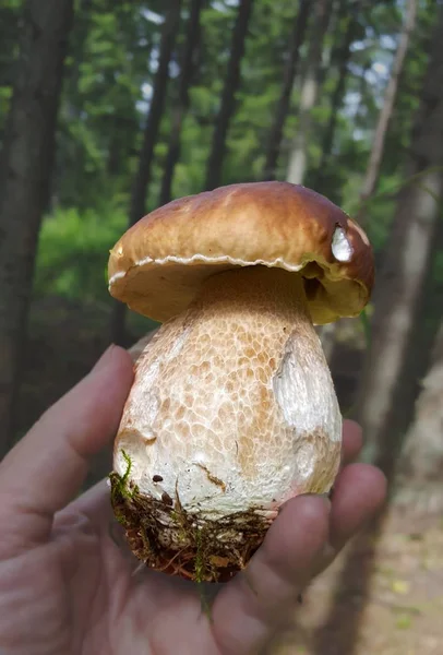 Essbarer Köstlicher Steinpilz Der Den Bulgarischen Bergen Gefunden Wird — Stockfoto