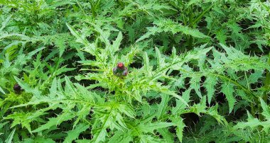 Bulgaristan dağlarında deniz seviyesinden yaklaşık 4000 metre yükseklikte büyüyen Dulavratotu