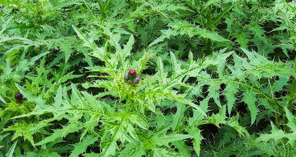 Bulgaristan dağlarında deniz seviyesinden yaklaşık 4000 metre yükseklikte büyüyen Dulavratotu