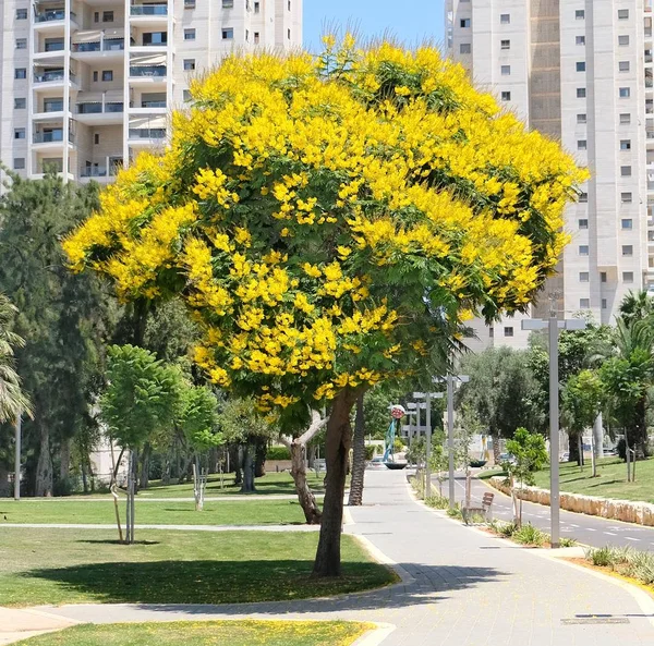 ree Peltoforum parlak sarı çiçek ve küçük ajur Holon park bırakır. 