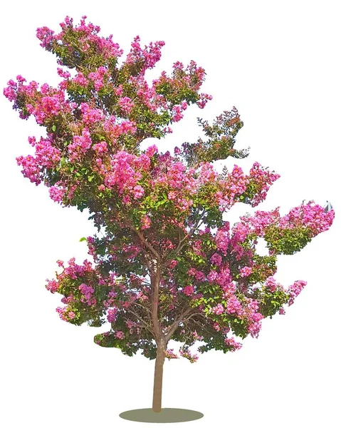 Bauhinia olarak da bilinen orkide ağaçlar güzel pembe çiçekli ağaç