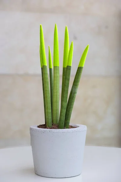 Sanseveria - kadife touchz şeytan dilini ve Kaynana dili olarak bilinen bir güzel parlak bitkidir.