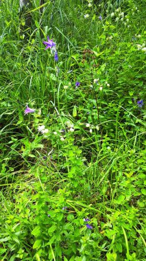 Yüksek dağ glade Bulgaristan'daki Rila Dağları'nda üzerinde büyüyen çimen