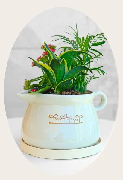 Conjunto Várias Plantas Sala Pote Faiança Ornamental — Fotografia de Stock