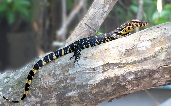 Les Lézards Sont Groupe Répandu Reptiles Squamates — Photo