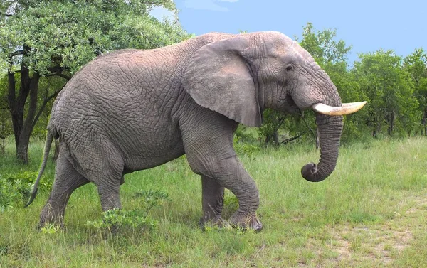 Африканський Слон Крюгер Національним Природним Резервом Південно Африканська Республіка — стокове фото