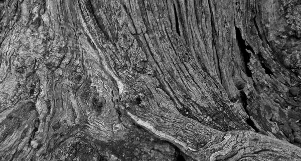 Del Stammen Ett Gammalt Olivträd Med Bark Täckta Med Ett — Stockfoto