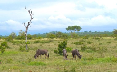 Bir grup Güney Afrika Kruger Safari yedekte wildebeest otlatma