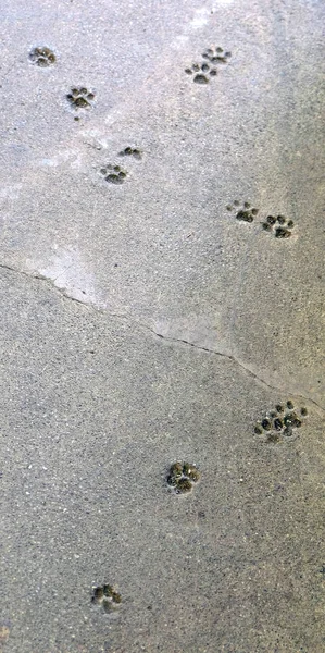 Imprints of a cat\'s paw in quickly hardened concrete, forever remaining