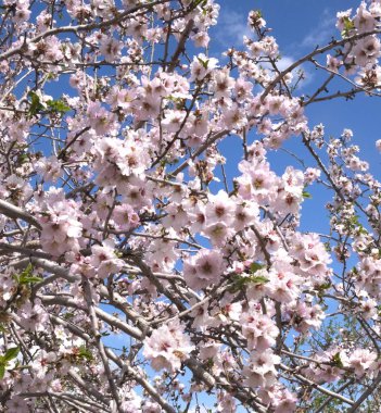 Kudüs'te İsrail alanında Latrun Hills'te baharda çiçek açan badem ağaçları