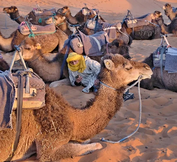 Maroc, Dans le désert du Sahara, en vacances, un jeune Berbère vêtu de vêtements nationaux - un chamelier s'engage dans un téléphone intelligent. 14 mars 2019 — Photo