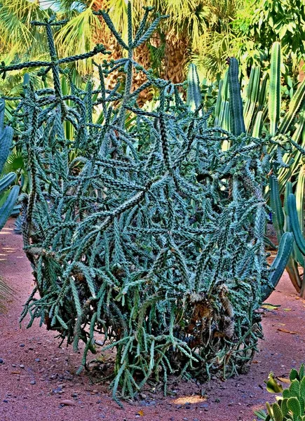 En kaktus är medlem i växtfamiljen kaktusväxter, en familj bestående av cirka 127 släkten med vissa 1750 kända arter av ordningen Caryophyllales — Stockfoto
