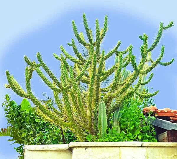 Graceful cactus — Stock Photo, Image