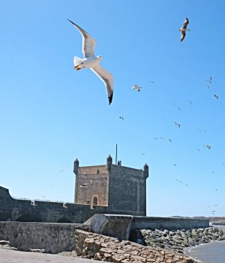 Büyük kara sırtlı martı Atlantik Okyanusu kıyısında