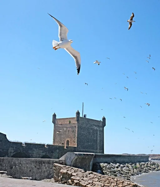 Velká černá couval Racek na břehu Atlantského oceánu — Stock fotografie