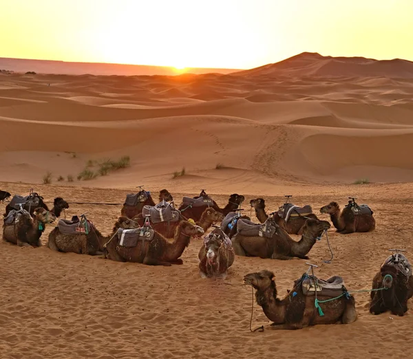 Wschód słońca na Saharze. Grupa jednego humped wielbłądów spoczywających przed przejściem. — Zdjęcie stockowe