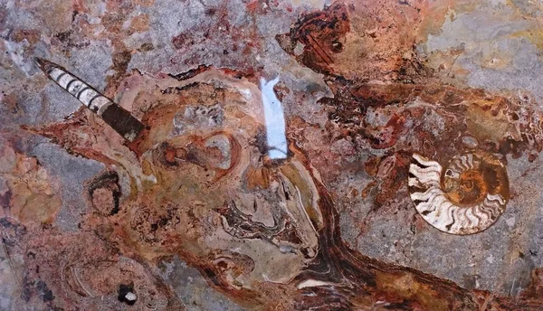 Марокканский мрамор, известный тем, что содержит большое количество окаменелых доисторических животных и моллюсков — стоковое фото
