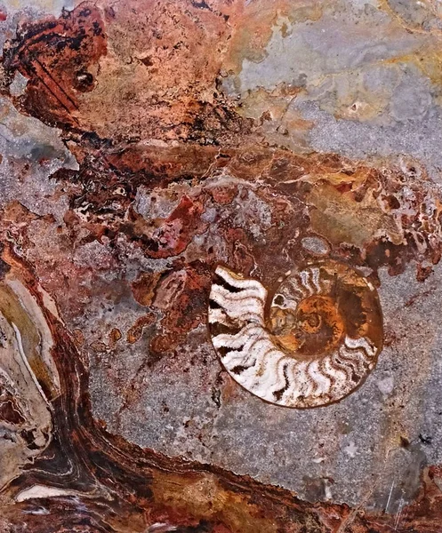 Marbre marocain, connu pour contenir un grand nombre d'animaux fossiles préhistoriques pétrifiés et mollusques — Photo