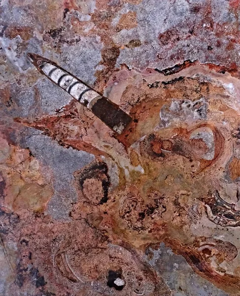 Марокканский мрамор, известный тем, что содержит большое количество окаменелых доисторических животных и моллюсков — стоковое фото