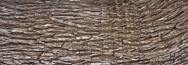 bark tree doku