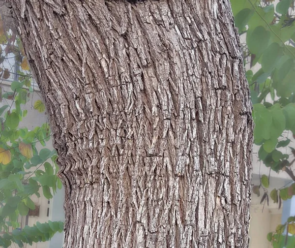 Struttura dell'albero della corteccia — Foto Stock