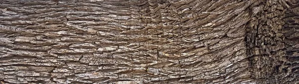 Kora drzewa tekstura — Zdjęcie stockowe