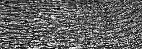 Bark tree doku — Stok fotoğraf
