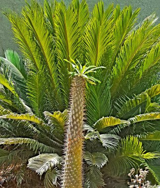 Bir kaktüs Cactaceae, yaklaşık 127 cinsi bazı 1750 bilinen Caryophyllales düzenin oluşan bir aile bitki ailesinin bir üyesidir