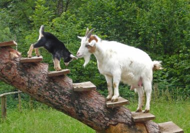 White, fluffy adult goat watches his little black goat. clipart