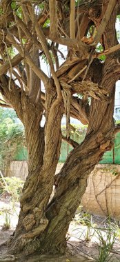 Eski bir zeytin ağacının gövdesi, alışılmadık soyut çizimler ve desenler oluşturan kabuğu