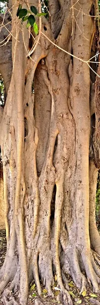 Ett träd vars rötter har kommit ut ur marken och har vuxit samman med stammen och nya skott, bildar en ovanlig bild — Stockfoto
