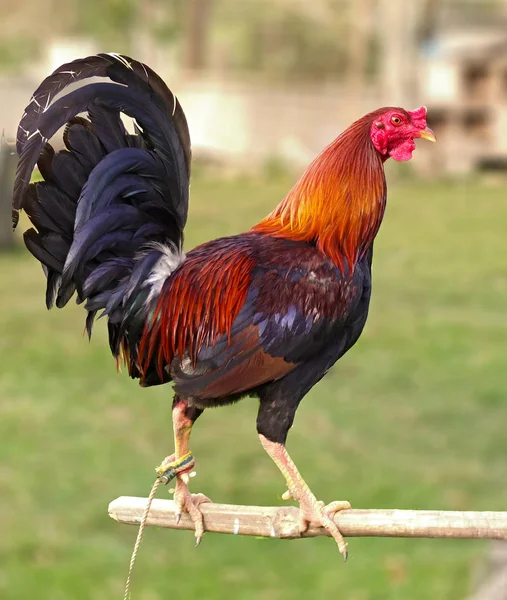 A kakas Rooster. Abszolút bajnok a kakas-harc a Phil — Stock Fotó