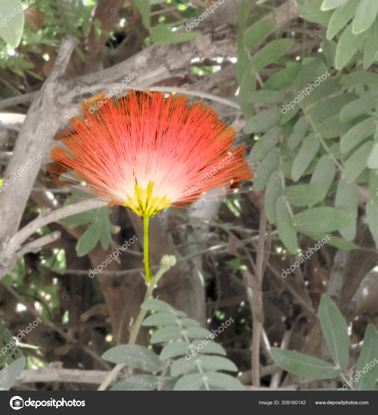 Persian Silk Tree Or Albizia Julibrissin Pink Exotic Flower Stock Photo Image By C Gluk54 Gmail Com Persian Silk Tree Or Albizia Julibrissin Pink Exotic Flower Stock Photo Image By C Gluk54 Gmail Com