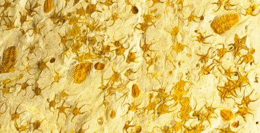 Maroccan mermeri, çok sayıda petrifie içerdiği için bilinir