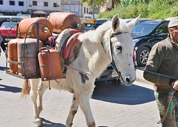 Vendeur de bouteilles de gaz dans un bazar au Maroc utilisant un âne pour transporter des bouteilles — Photo