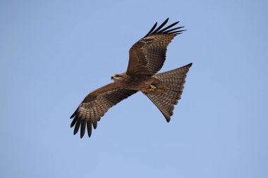 Kara çaylak (Milvus migrans) orta ölçekli bir yırtıcı kuş olduğunu. Üst tüyleri kahverengi ama baş ve boyun solgun olma eğilimindedirler. Yama göz arkasında daha koyu görünür. Bacaklar sarıdır ve pençeleri siyah. 