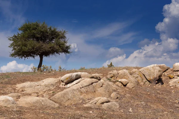 Lonely Green Tree Surviving Dry Rocky Land — Stock Photo, Image